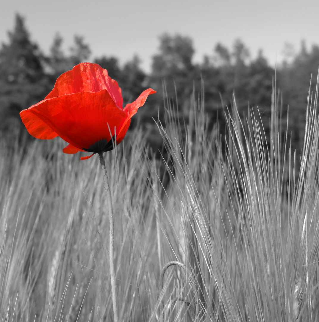 Mohn im Feld