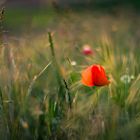 Mohn im Feld