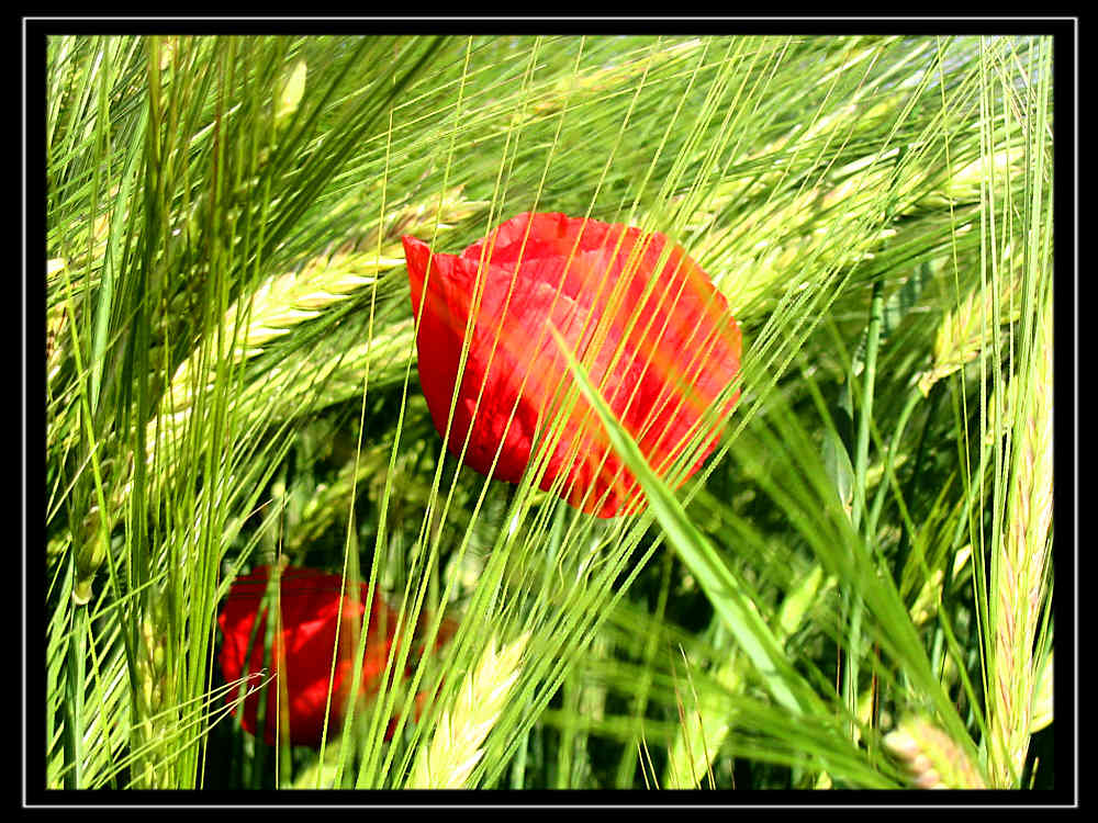 Mohn im Feld