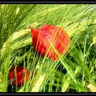 Mohn im Feld