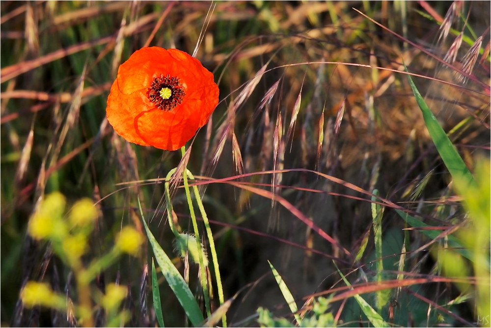 Mohn im Feld