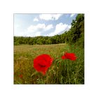 Mohn im Feld - ein Farbklecks für die Winterseele