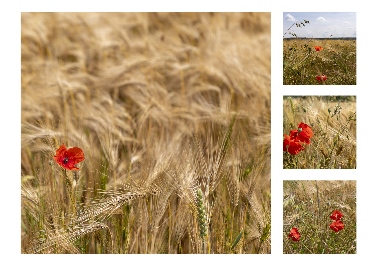 Mohn im Feld - eine Collage 