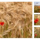 Mohn im Feld - eine Collage 