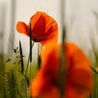 Mohn im Feld