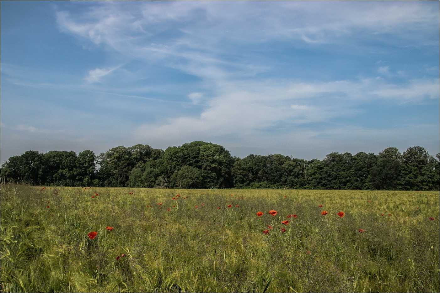 Mohn im Feld