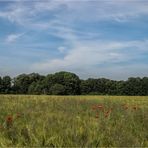 Mohn im Feld