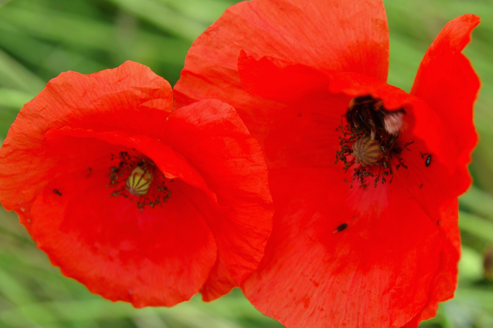 Mohn im Feld