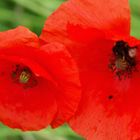 Mohn im Feld