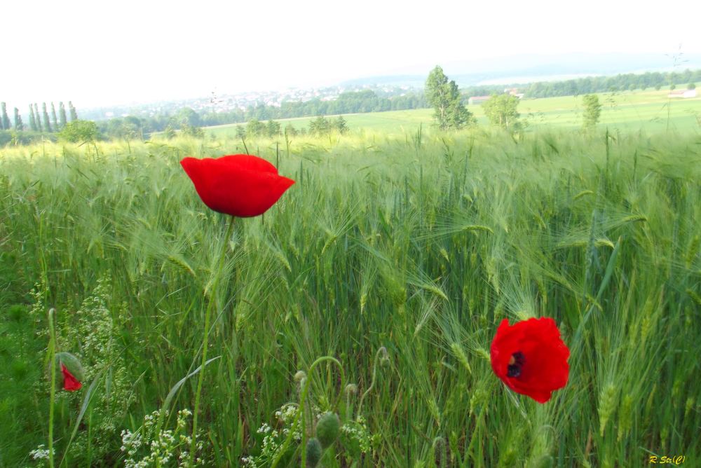 Mohn im Feld