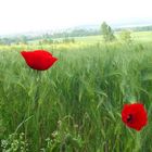 Mohn im Feld