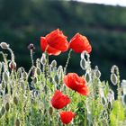 Mohn im Feld (Gardasee)