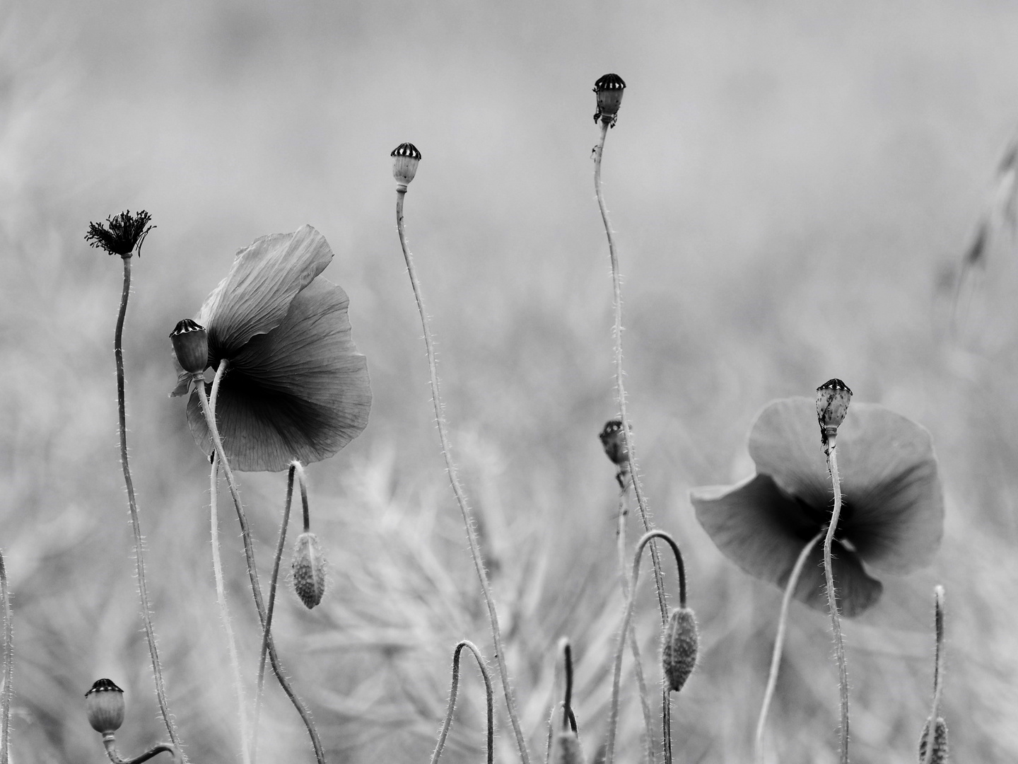 Mohn im Feld, s/w