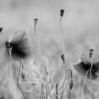 Mohn im Feld, s/w