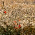 Mohn im Felde