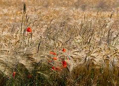 Mohn im Felde