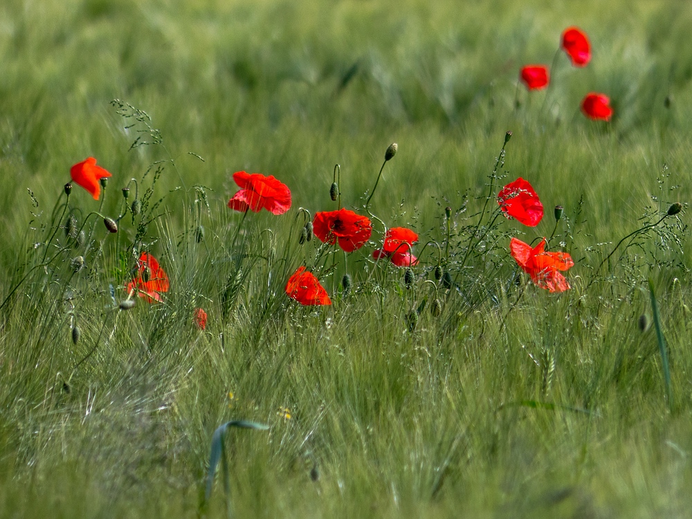 Mohn im Felde