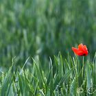 Mohn im Felde