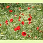 Mohn im Forum Romanum