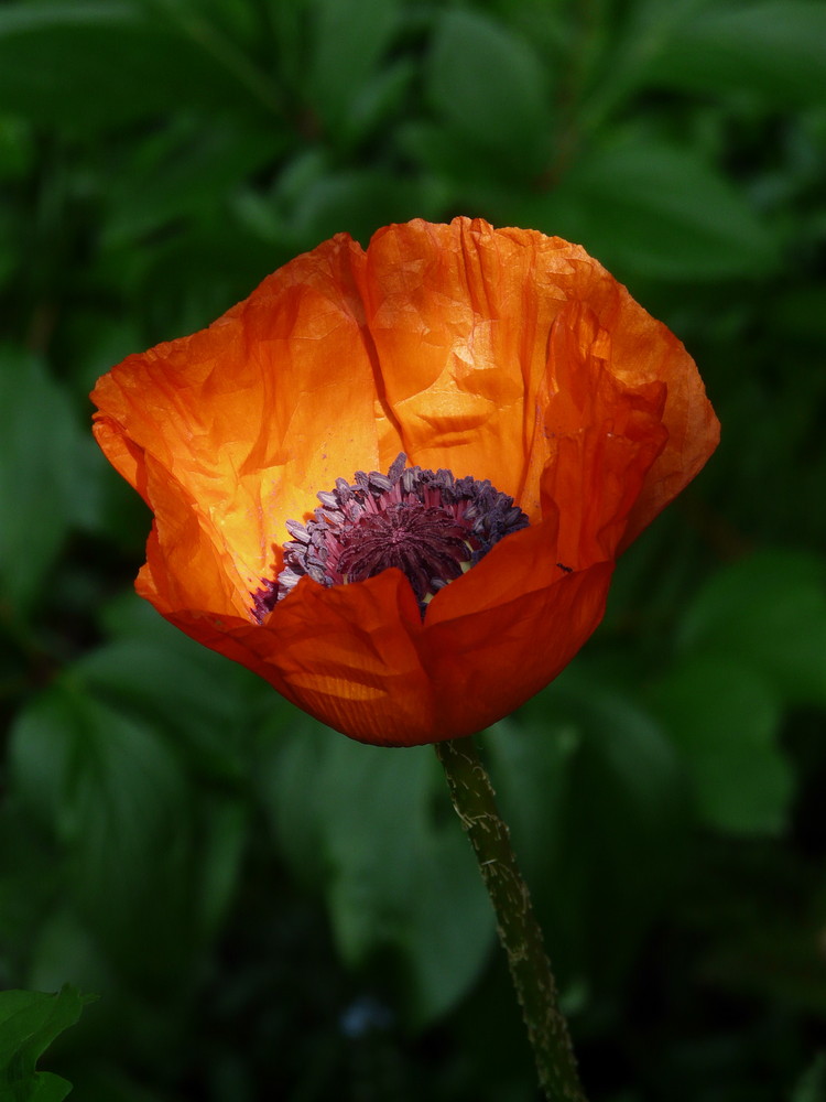 Mohn im frühen Licht