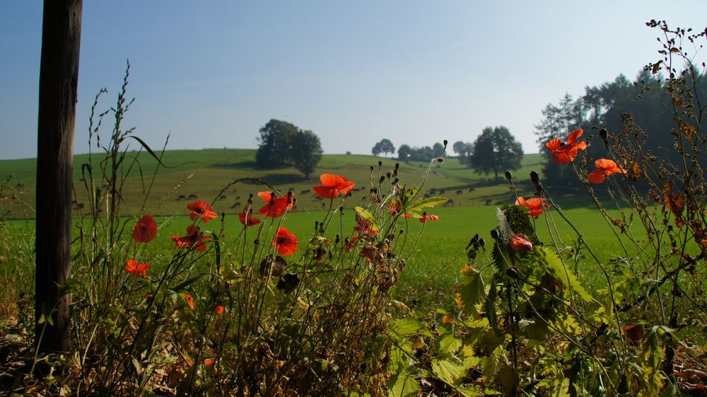 Mohn im Frühjahr