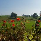 Mohn im Frühjahr