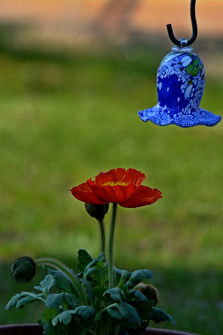 Mohn im Frühling