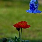 Mohn im Frühling