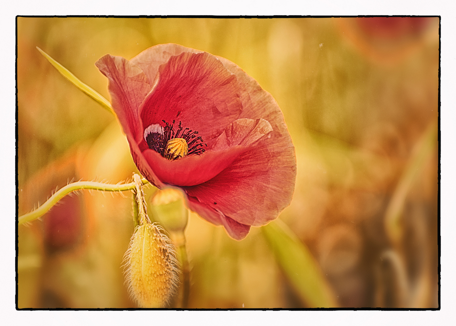 Mohn im Frühling