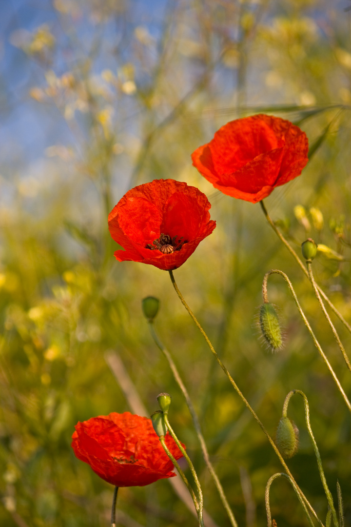 Mohn im Frühling