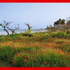 Mohn im Frühling am Meer