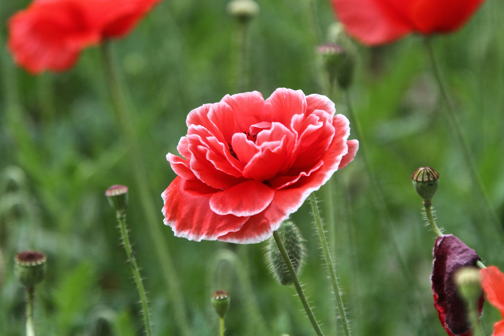 Mohn im Frühsommer