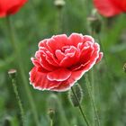 Mohn im Frühsommer