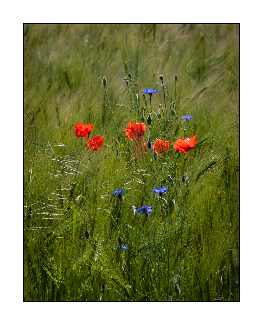 Mohn im Frühsommer