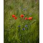 Mohn im Frühsommer