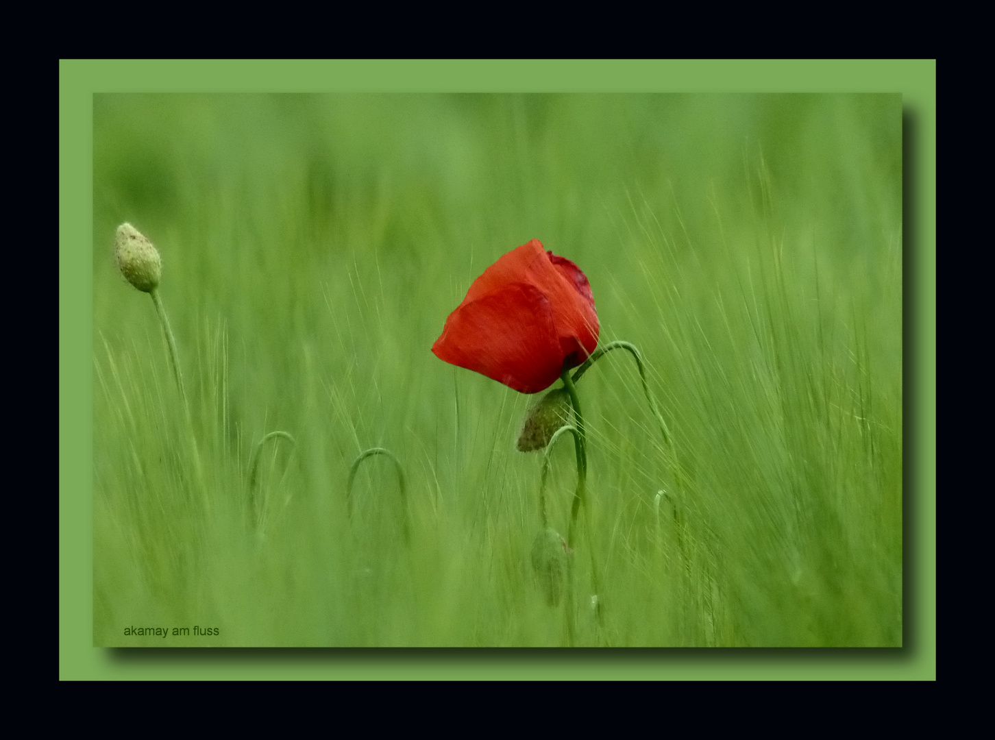 Mohn im Frühsommer