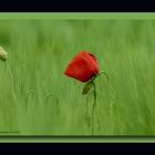 Mohn im Frühsommer