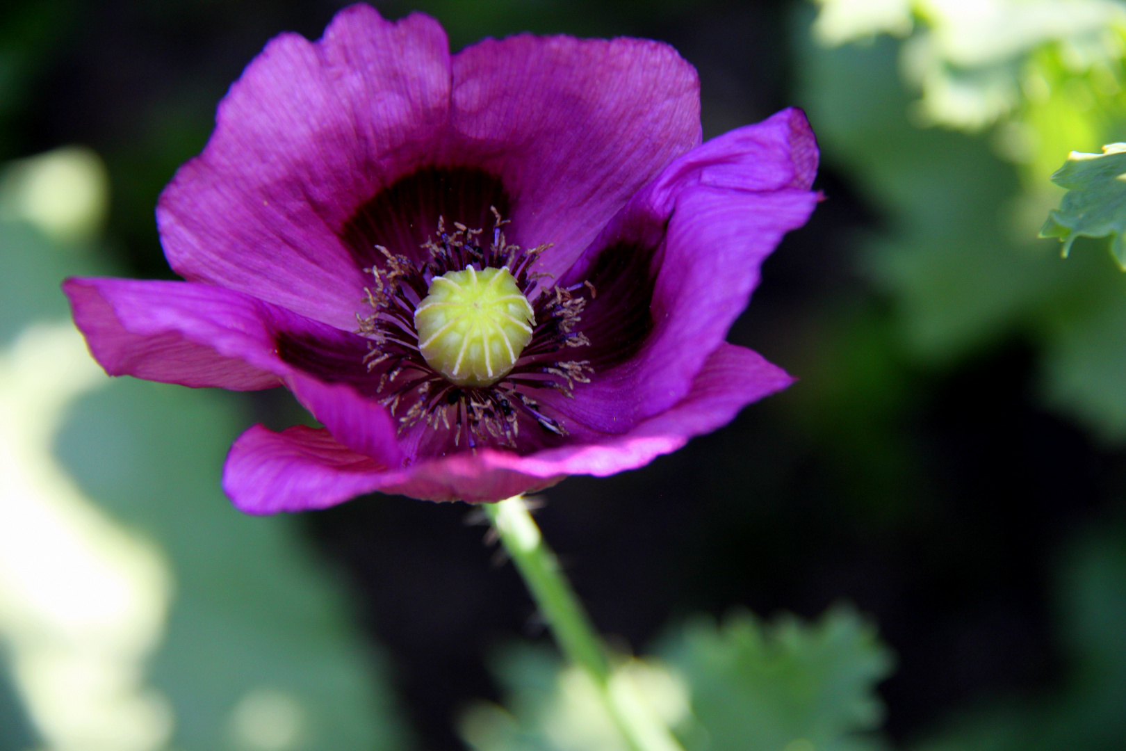 Mohn im Garten