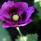 Mohn im Garten