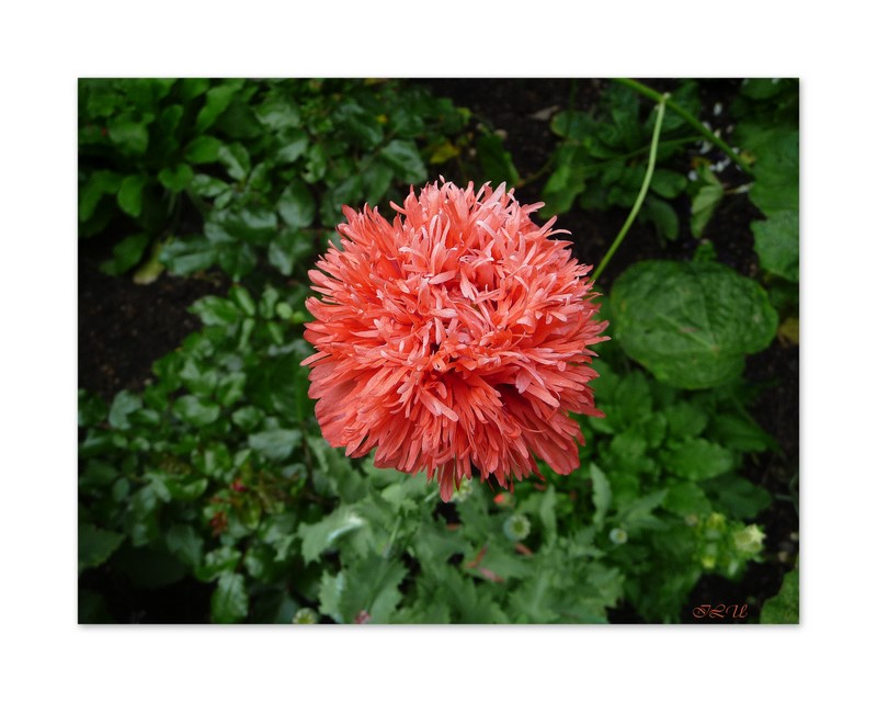 Mohn im Garten