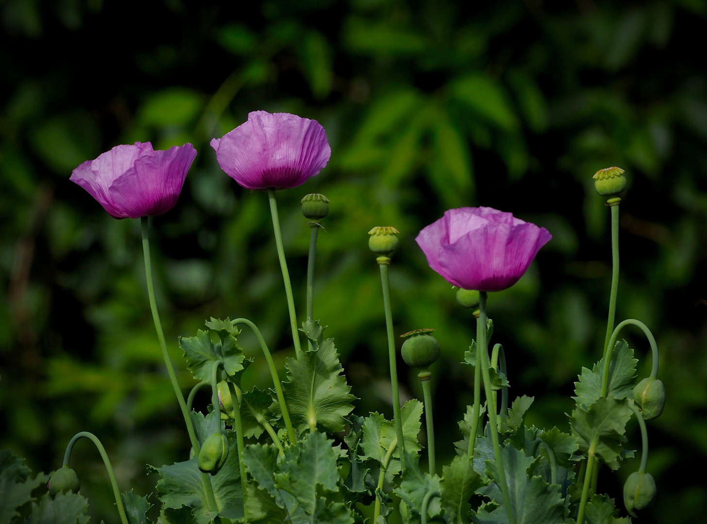 Mohn im Garten... Foto & Bild pflanzen, pilze & flechten, blüten