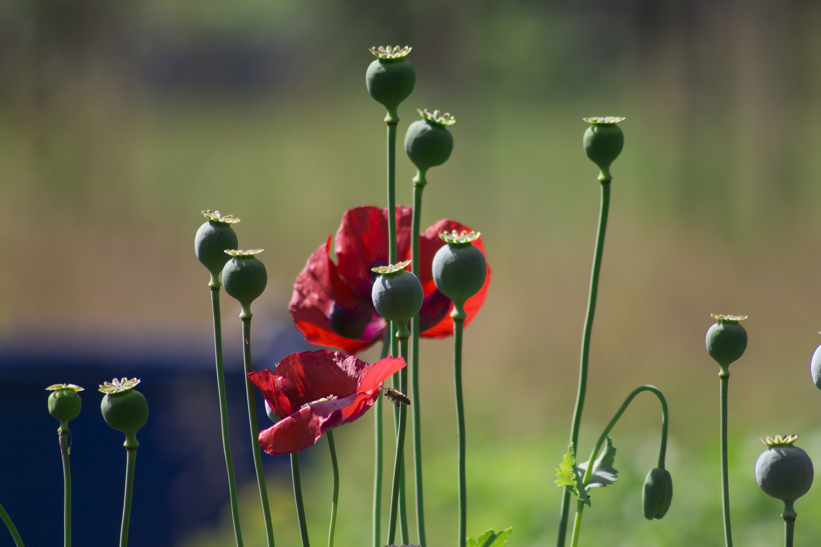 Mohn im Garten