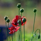 Mohn im Garten