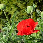 Mohn im Garten