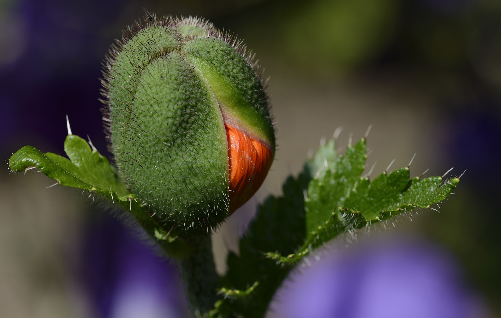 Mohn im Garten