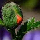 Mohn im Garten