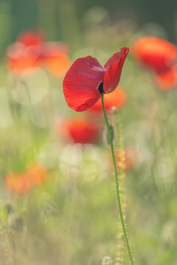 Mohn im Garten