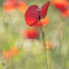 Mohn im Garten