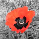 Mohn im Garten...