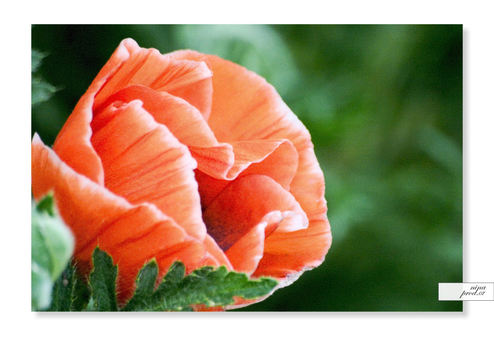 ...: Mohn im Garten :...